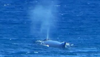 Whale Watching Hawaii: Humpback Whale Blow Spout Near Kaena Point, Oahu