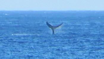 Whale Watching Hawaii: Humpback Whale Fluke Near Kaena Point, Oahu