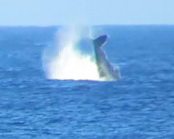 Whale Watching Hawaii: Humpback Whale Splashing Its Fluke Repeatedly Near Kaena Point, Oahu