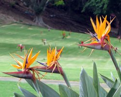 Bird of Paradise at Punchbowl Crater