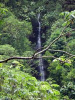 Manoa Falls in Honolulu