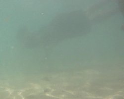 Snorkeler (maybe my son, but I can't tell) 1-2 meters away in murky water at Hanauma Bay Hawaii