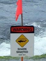 Shark Warning, North Shore Oahu