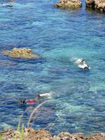 Snorkeling at North Shore Oahu