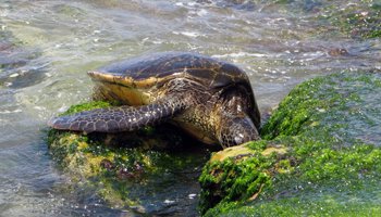 Green Sea Turtle at Laniakea Beach, North Shore Oahu