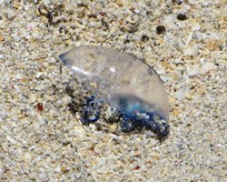 Portuguese Man-of-War on East Shore Oahu