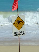 Portuguese Man-of-War Warning Sign on East Shore Oahu