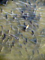 School of Tilapia at Ala Moana Beach Park