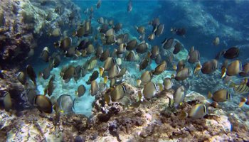 Large School of Reef Fish at Three Tables