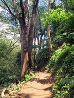 Hawaii Hiking Trail