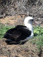 Kaena Point Shearwater