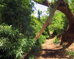 Bamboo Grove Along Aiea Loop Trail