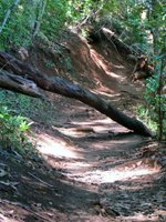 Fallen Tree Along Aiea Loop Trail