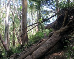 Aiea Loop Trail B-24 Bomber Wreck is Between This Fallen Tree and the H3 Tunnel Lookout