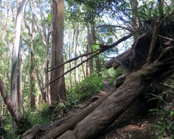 Aiea Loop Trail B-24 Bomber Wreck is Between This Fallen Tree and the H3 Tunnel Lookout