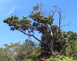 Ohia Tree at Aiea Loop Trail