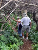 Tree Tunnel along Puu Maelieli Trail