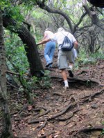 Steep Incline on Puu Maelieli Trail