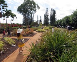 Self Guided Tour at Dole Pineapple Plantation
