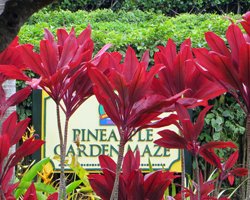 World's Largest Maze at Dole Pineapple Planation