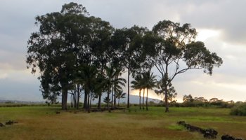 Kukaniloko at Sunset