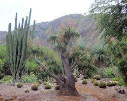 Cacti, Ponytail Palms, and Keawe (Mesquite) at Koko Crater Botanical Garden