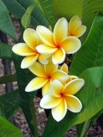 Plumeria at Koko Crater Botanical Garden