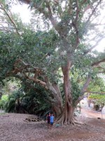 Sycamore Fig Tree at Koko Crater Botanical Garden