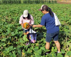 Pumpkin Picking at Aloun Farms Pumpkin Patch