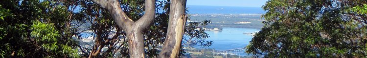 Trees Blocking View of Pearl Harbor from Aiea Loop Trail