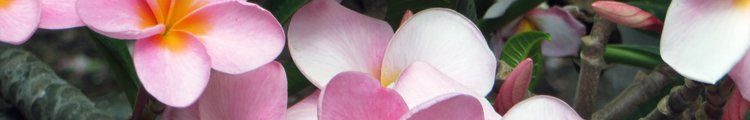 Plumeria Flowers at Koko Crater Botanical Garden