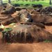 Hawaii History/Hawaii Culture Kukaniloko Birthing Stones