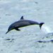 Scenic Hawaii Dolphin Watching