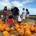 Hawaii Event Calendar Pumpkin Patch