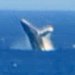 Hawaii Event Calendar: Whale Watching Hawaii